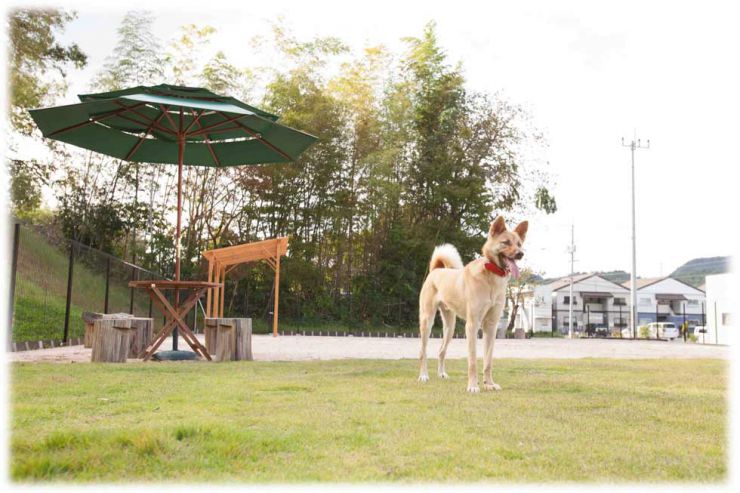 芝生のあるドッグラン、ドッグランで遊ぶ看板犬 ボルトです。 芝生のあるドッグラン、ドッグランで遊ぶ看板犬 ボルトです。